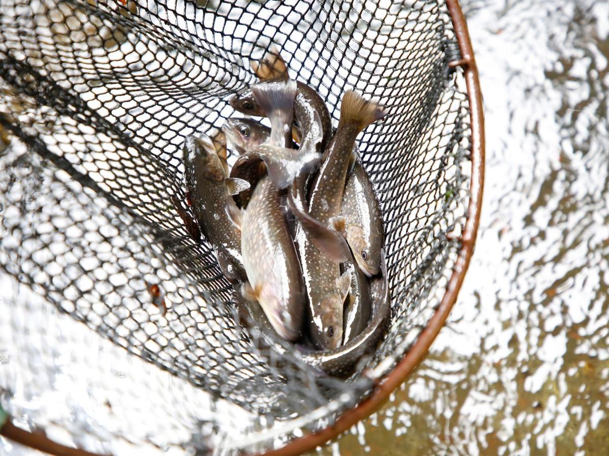 ホテル 信州サーモン・岩魚・鯉・鍋料理 野沢お宿 ふぶき エクステリア 写真