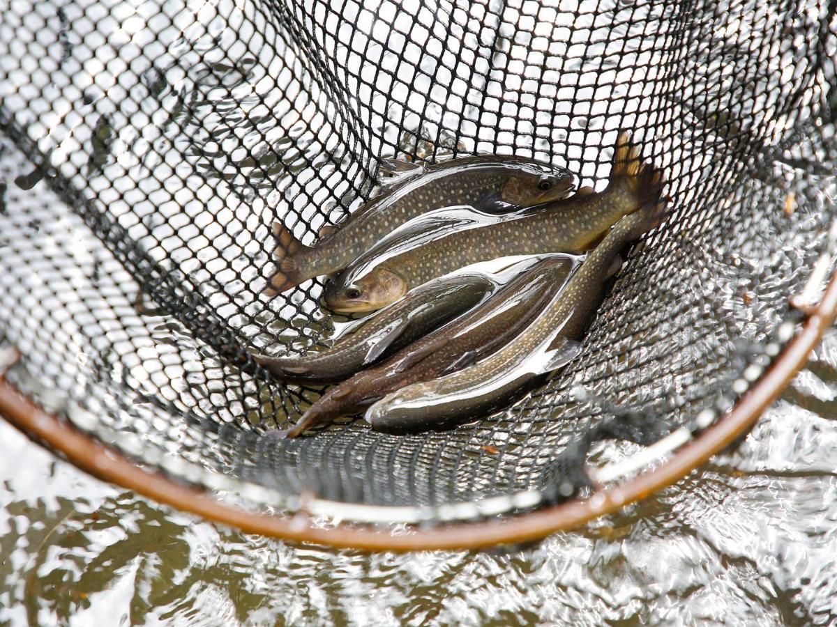 ホテル 信州サーモン・岩魚・鯉・鍋料理 野沢お宿 ふぶき エクステリア 写真